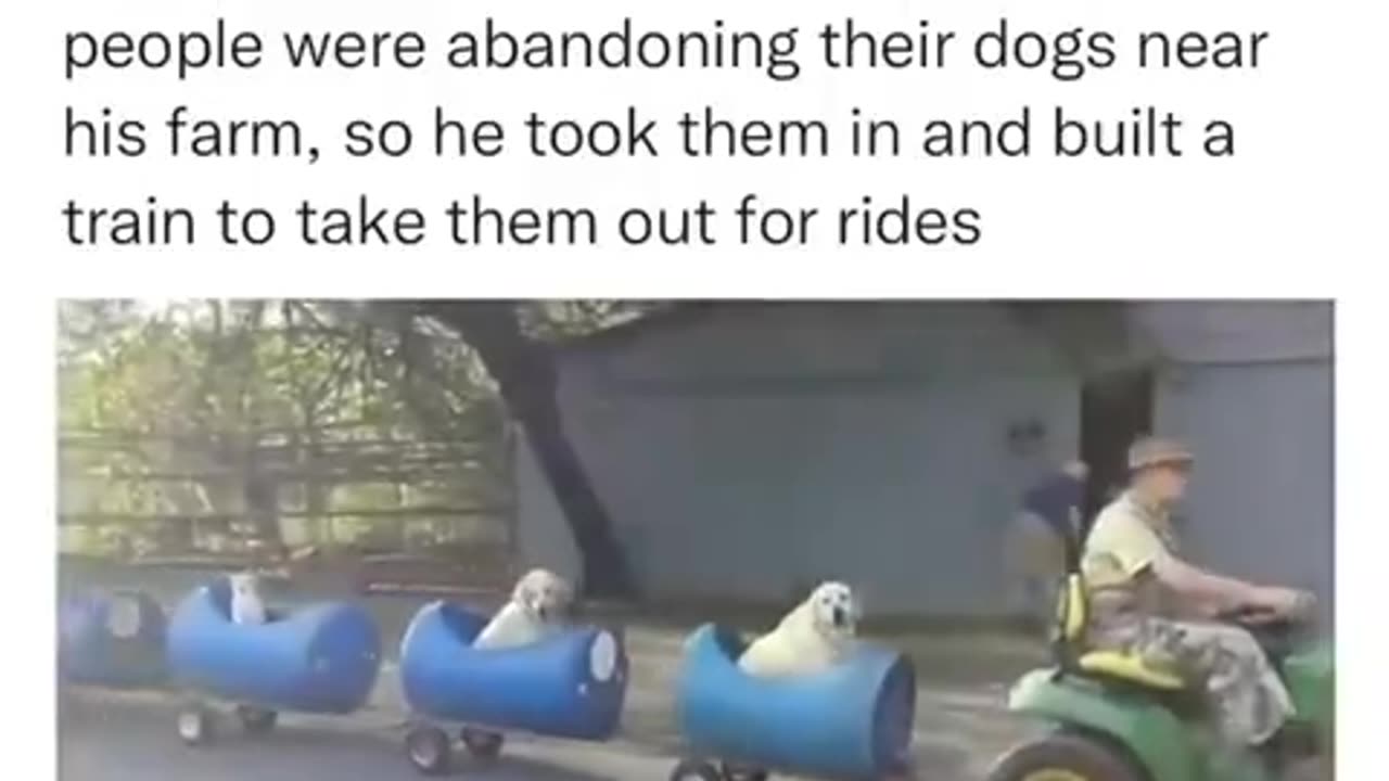 Abandoned dogs go on a train ride