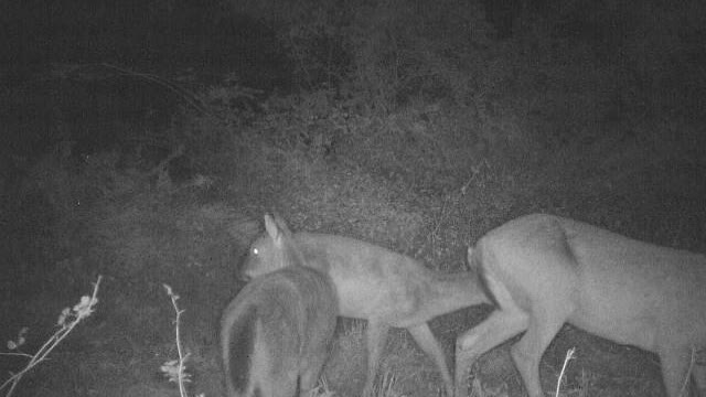 Cute Deer. Momma and Babies hanging out.