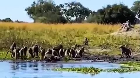 Very funny video of monkey 🐒 and alligator 🐊