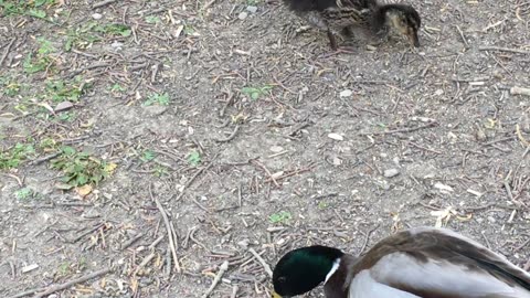 Cute little Moorhen and Mallard chicks, filmed by pinky A, in 2022 in W Sussex