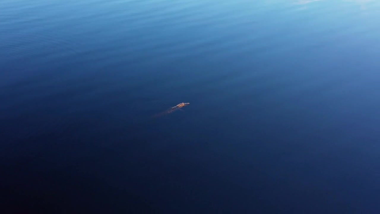 Alligator floating in middle of blue water