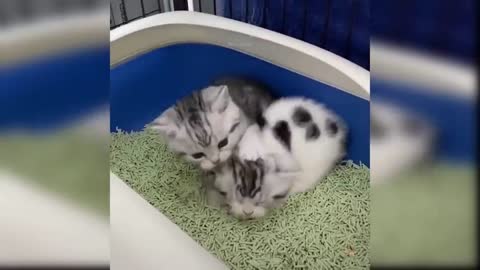 by Cats - Cute and Funny Cat Videos Compilation #16 _ Aww Animals