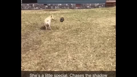 Funny animals