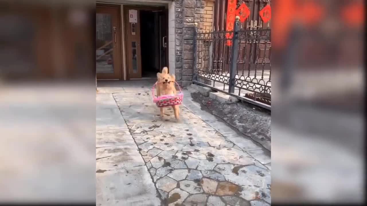 Funny 🤣 dog