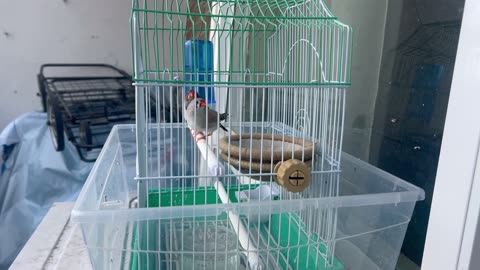 Zebra finches such cute and entertaining birds