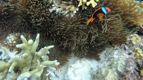 A diver finally found Nemo