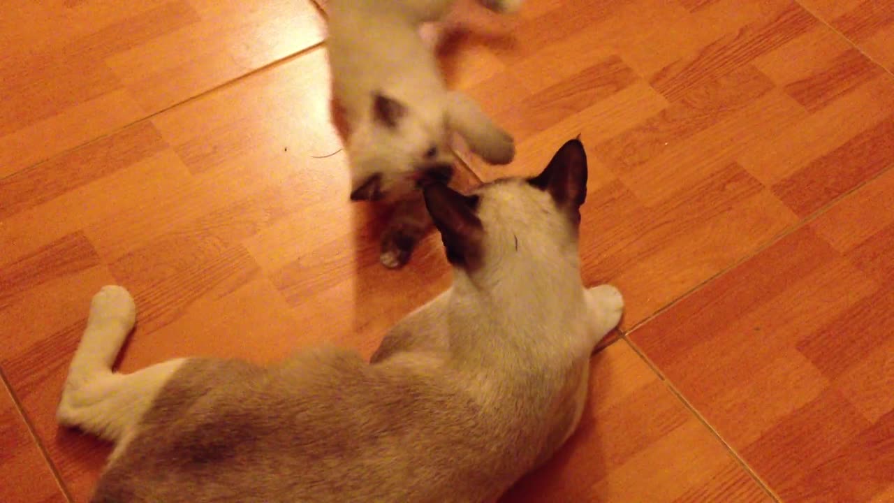 Playful Kittens: A Joyful Dance with Mom to Uplifting Music