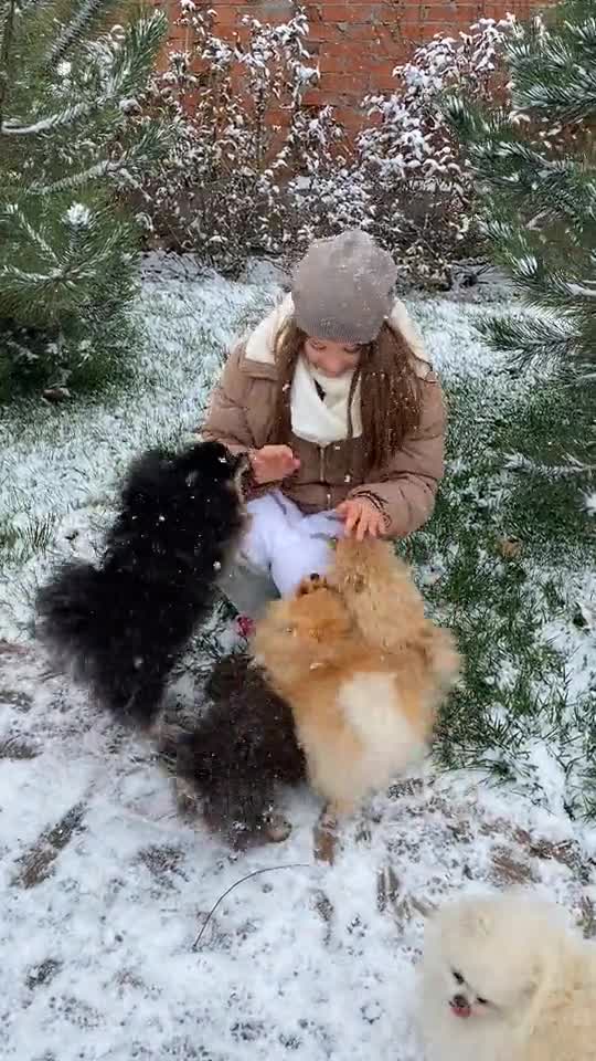 All the cute dogs dancing.