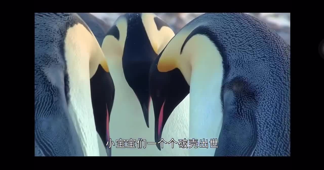 The story of Spot the Penguin2