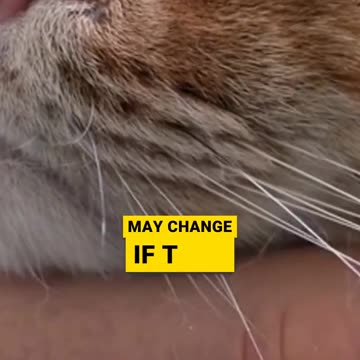 The Cat Tail The Key to Communicate