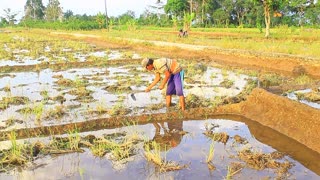 hoeing in the rice fields