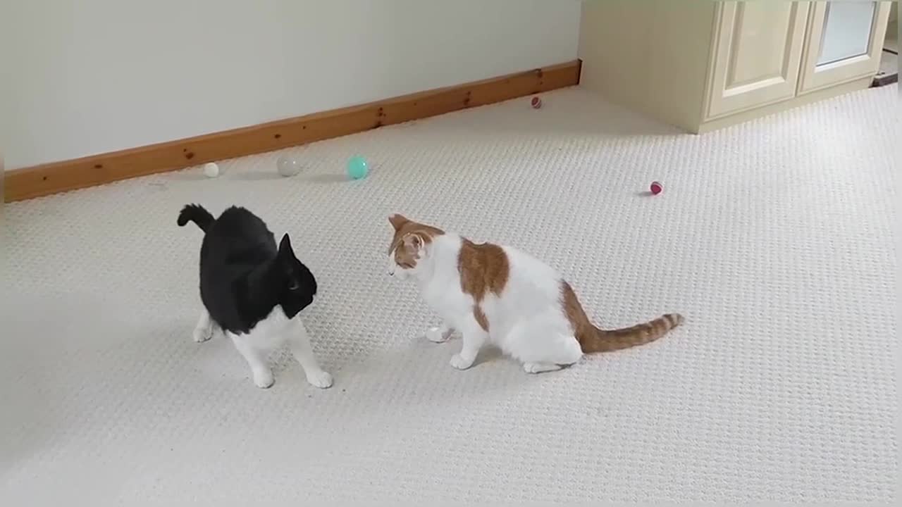 Cats Play Fighting (Compilation)