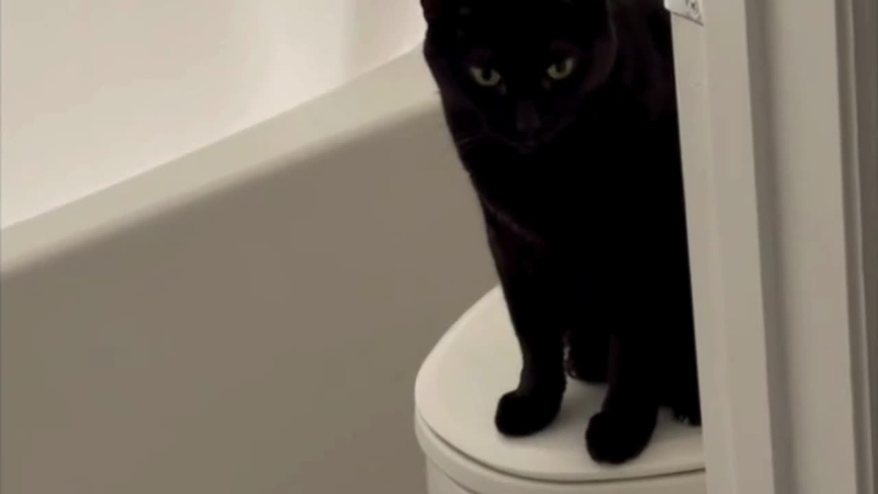 Adopting a Cat from a Shelter Vlog - Cute Precious Piper Starts Her Morning in the Bathroom #shorts