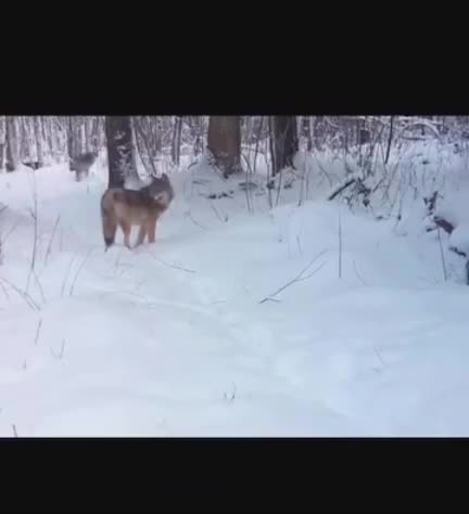 How a wolf pack works.