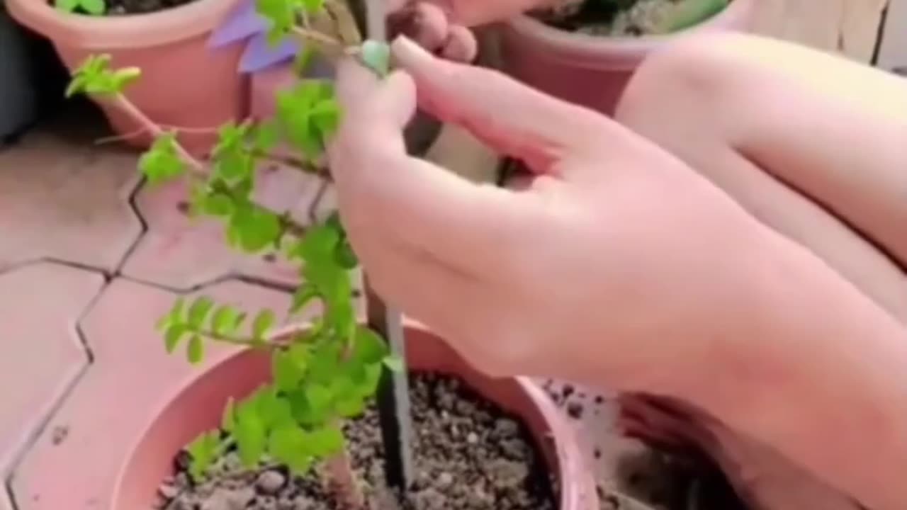 Jade plant grow