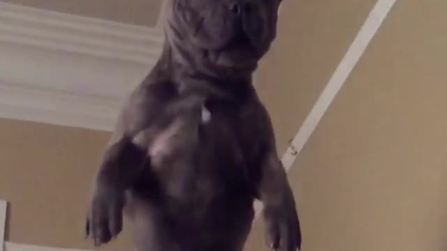 Guy throws french bulldog in the air and catches him