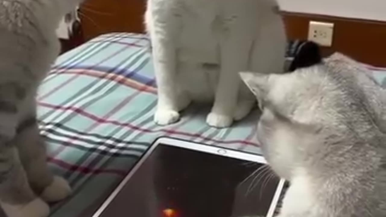 Cats playing each other funny moment