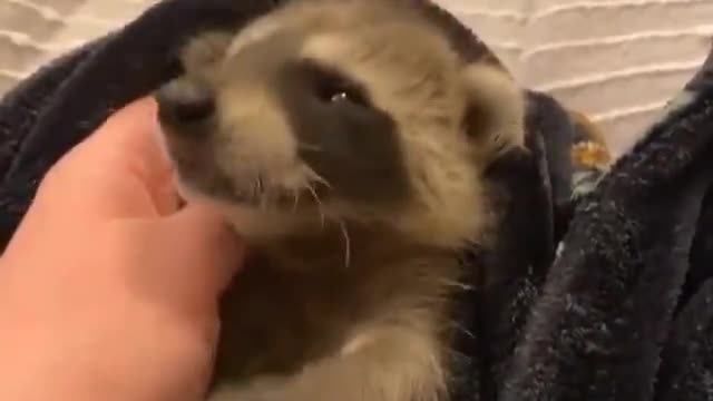 Do you know Racoons Purr😱