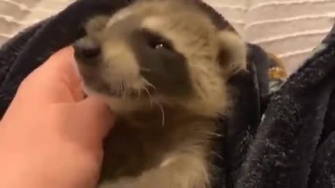 Do you know Racoons Purr😱