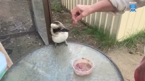 Hard releasing 2 flying-foxes Beach and Delta Dawn