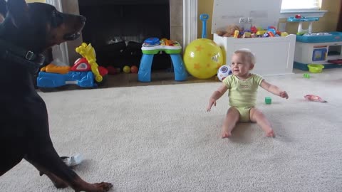 Doberman playing with Baby