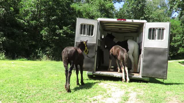 Sweet colt climbs into trailer for the 1st time on his own