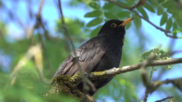 Listen, watch this beautiful bird and relax with its wonderful sound