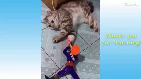 Funny Cats and Cute Kittens Compilation 2021_4