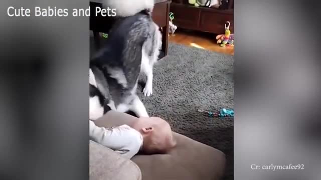 Cute Puppies and Baby Videos Lovely