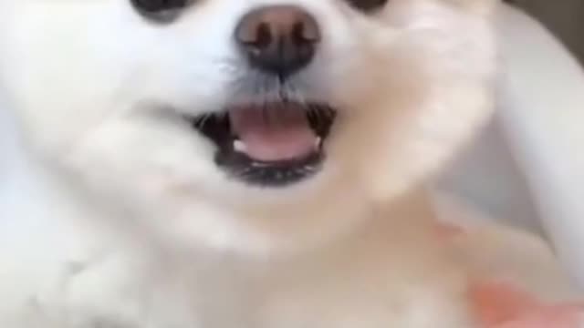 Cute Puppy Asking For Food-Playing with Rabbit