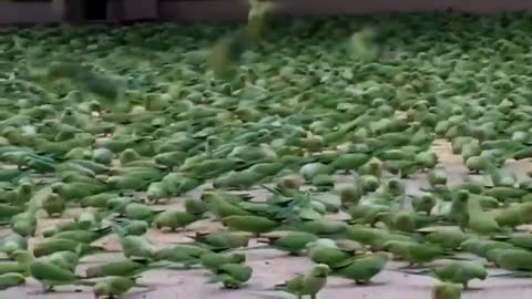 Feeding Food To Thousands of Wild Parrots Everyday