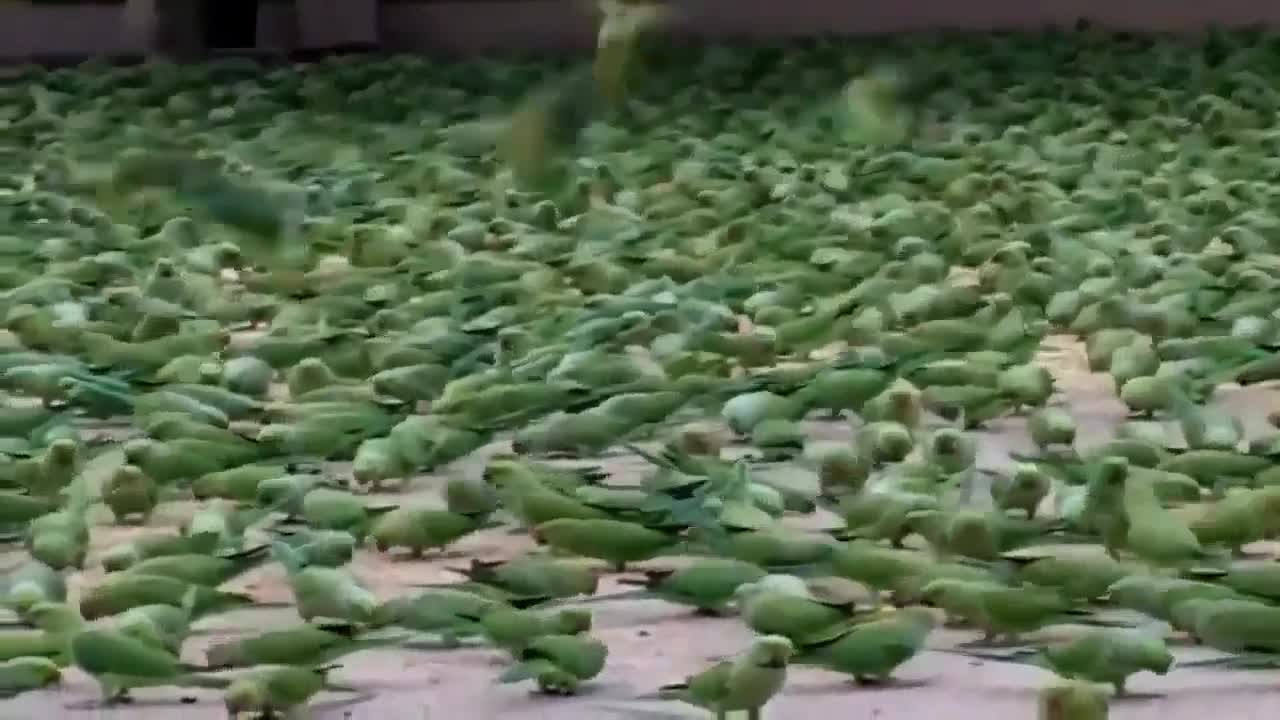 Feeding Food To Thousands of Wild Parrots Everyday