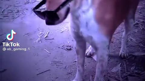 Dog🥵