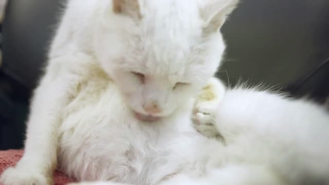 White cat cleaning himself on chair