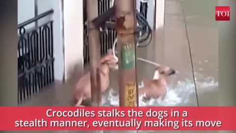 Vadodara rains: When a crocodile almost made a meal of dog