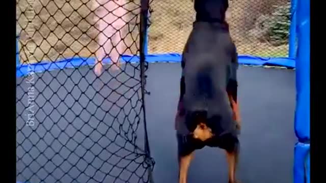 Rottweiler jumps on a trampoline...