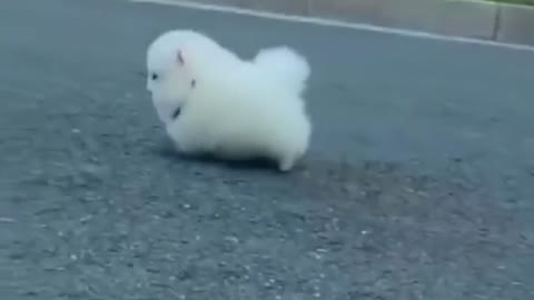 Cute animal dog, do you like it?