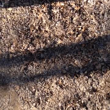 A Little Boy Gets His Phone Stuck In A Tree