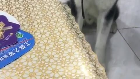 Dogs reaction to dog cake