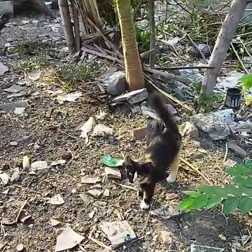 there's a flock of chickens and my cat coming to me