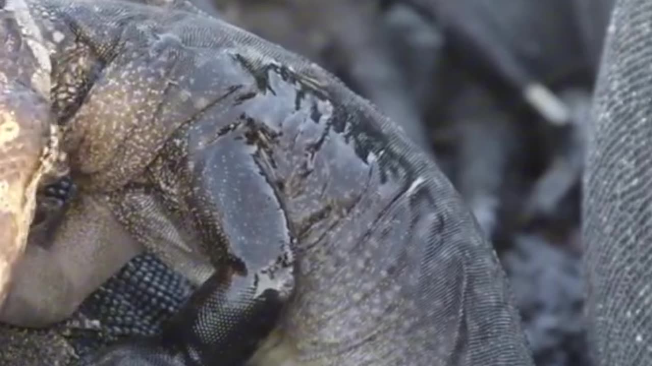 Snake Swallowing Baby Komodo