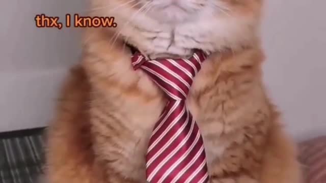 Handsome cat reacts to owner's adulation
