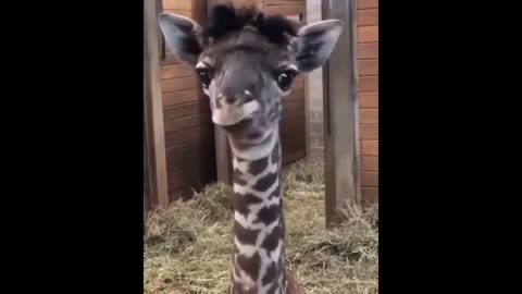 Cute baby animals eating