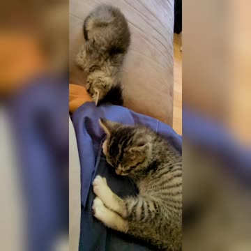 Kitties Napping