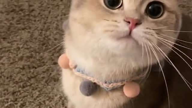 Baby Cats _ cute and funny videos