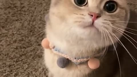 Baby Cats _ cute and funny videos