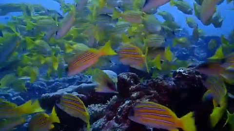 A flock of fish