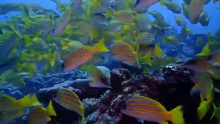 A flock of fish