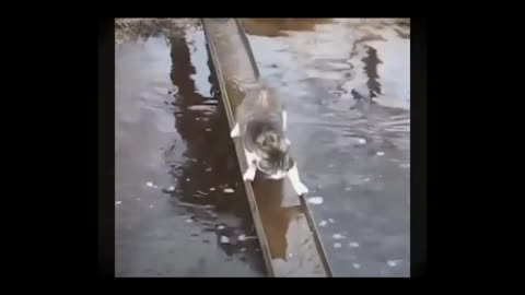 Cat is running for line