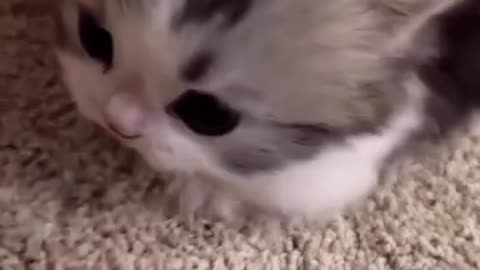 Cute cat video 🐾😸